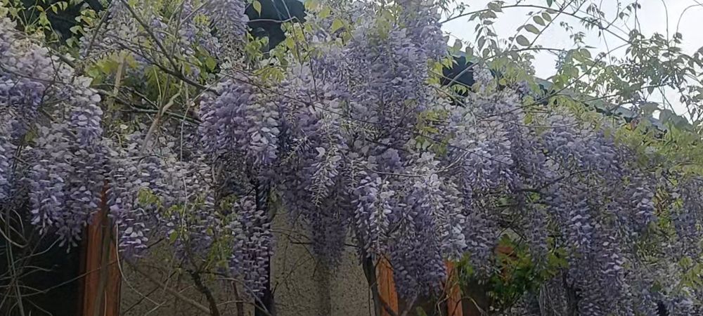 Глициния саженцы