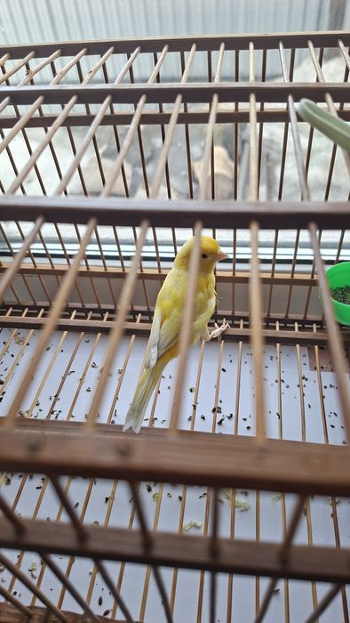 Продаю кенара, самец 11 месяцев