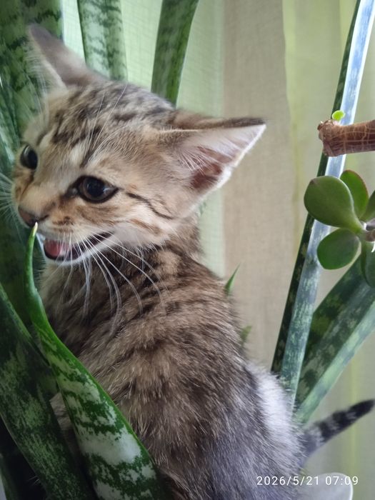 Красивые милые котята в добрые руки