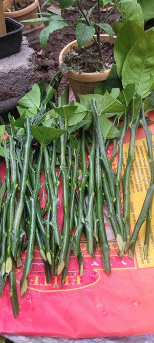 Лимон черенки сорт Мейр