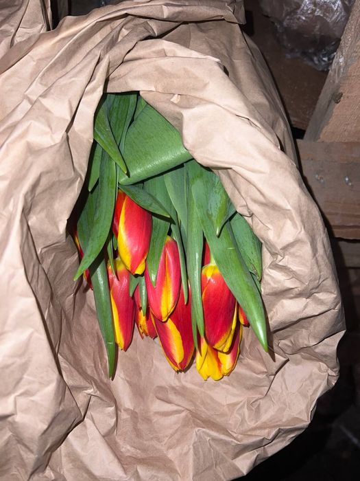 Тюлпаны Алматы опт розница