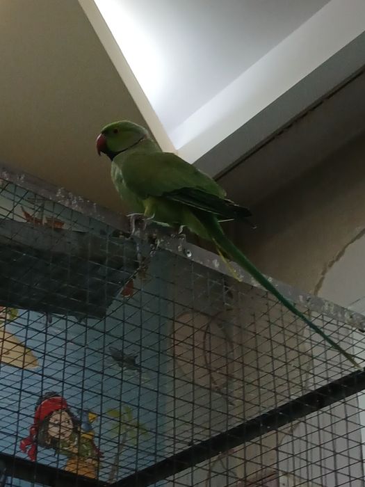 Assalomu alekum, anjrella nar, moda, modani dumi yoq, yaxshi uchomidi