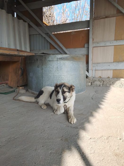 Щенок күшік породный