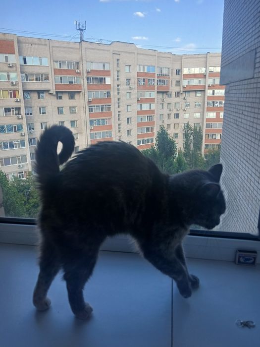 Отдам кошку, в добрые руки!
