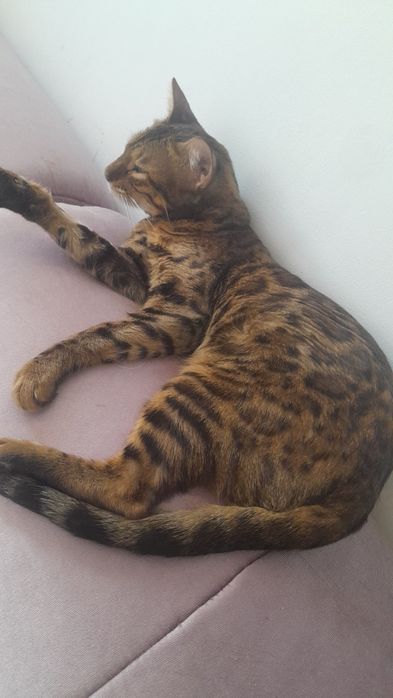 Котёнок бенгальский метис