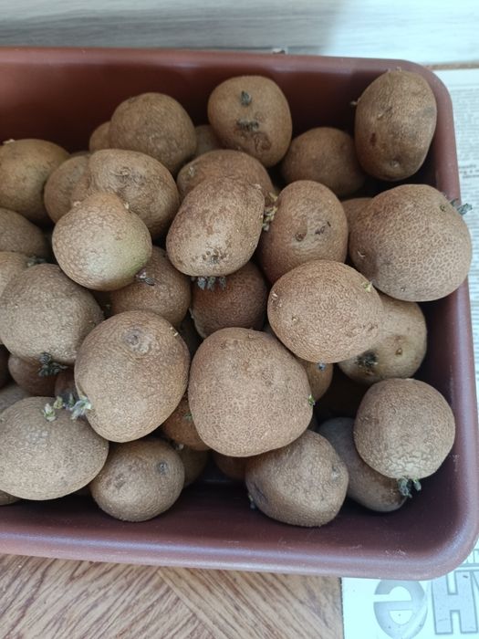 Картошка семеная