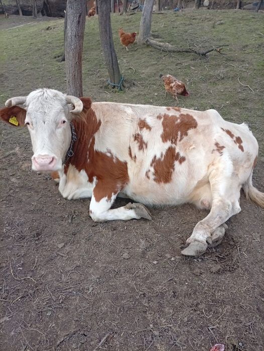 Vaca baltata romaneasca