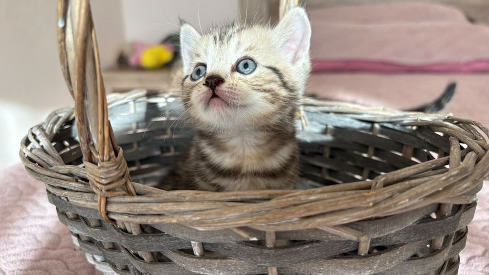 Продажа Котят британцев