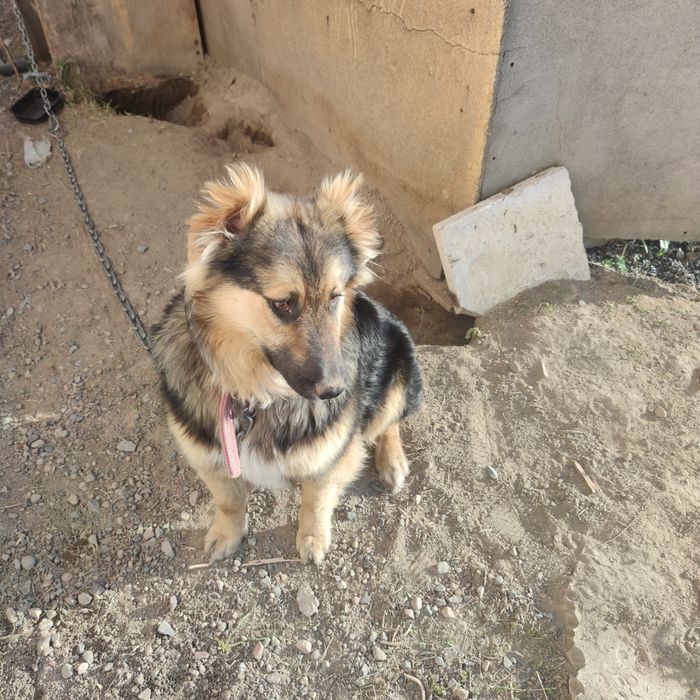 Отдам в добрые руки