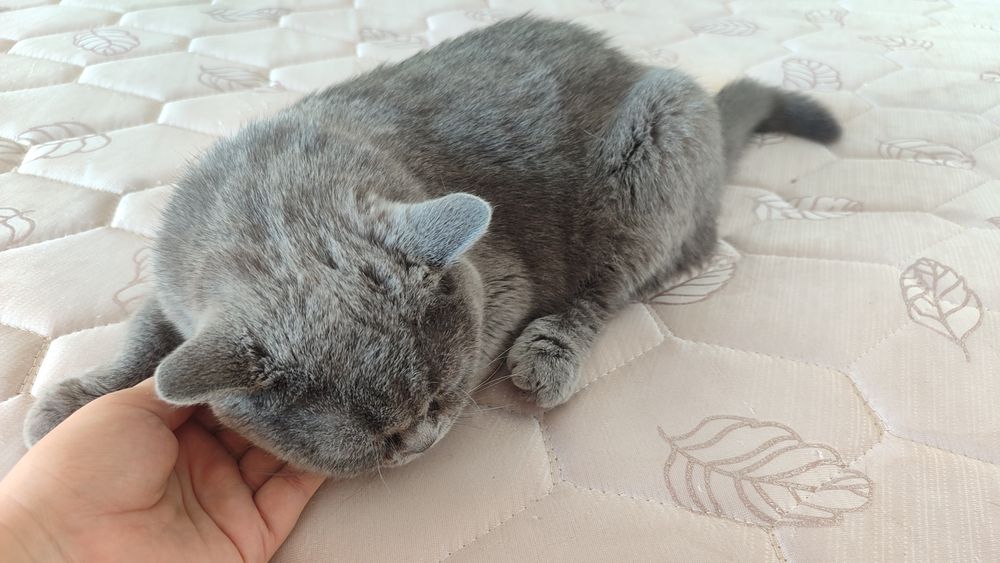 British shorthair