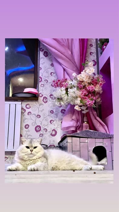 Koshki 2oylik hayit  uchun zur sovğa