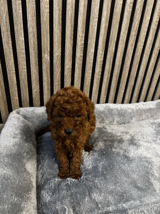 Той пудел момиче и момче