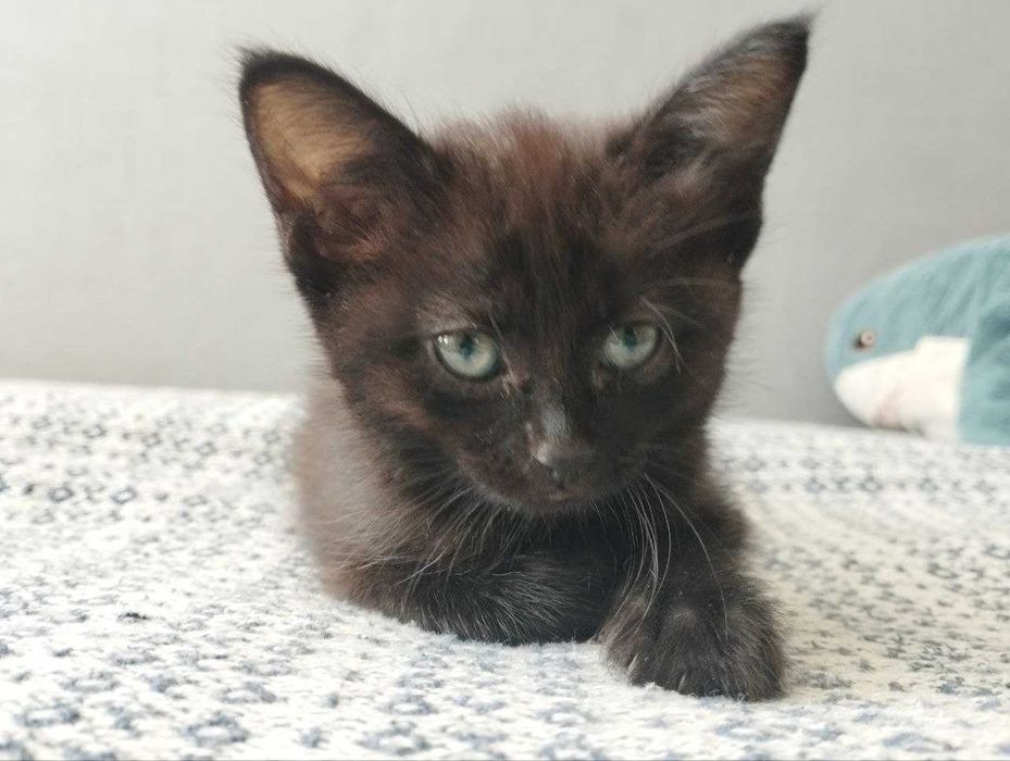 Ищу дом для маленькой кошки