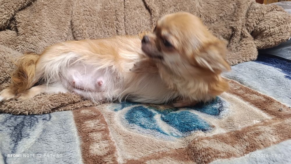 Продам девочку Чихуахуа