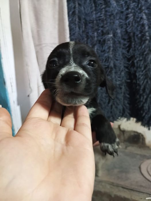 Продаются щенки.