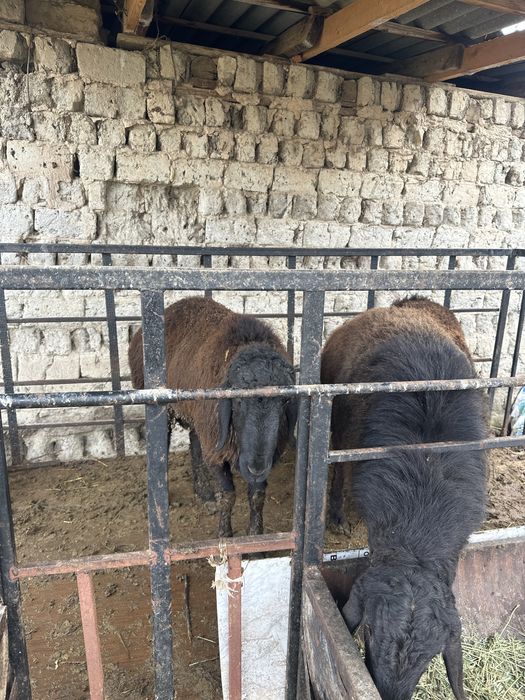 Қойлар қошқарлар сатылады