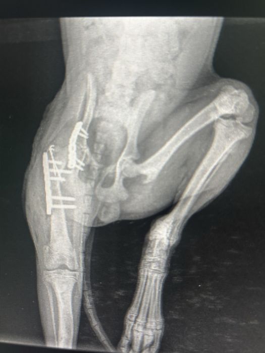 Ветеринар на дом