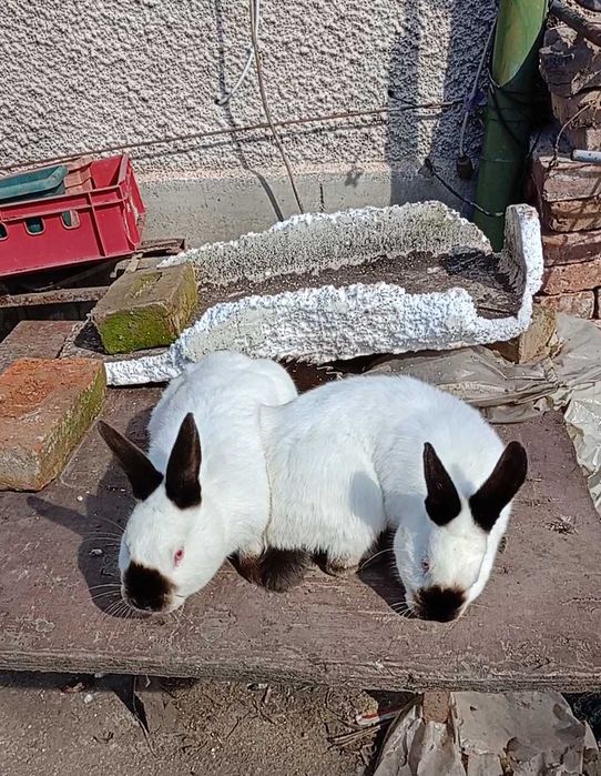 Калифорнийски зайци заек