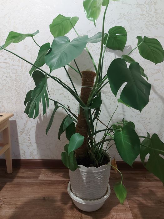 Комнатный цветы монстеру делициоза