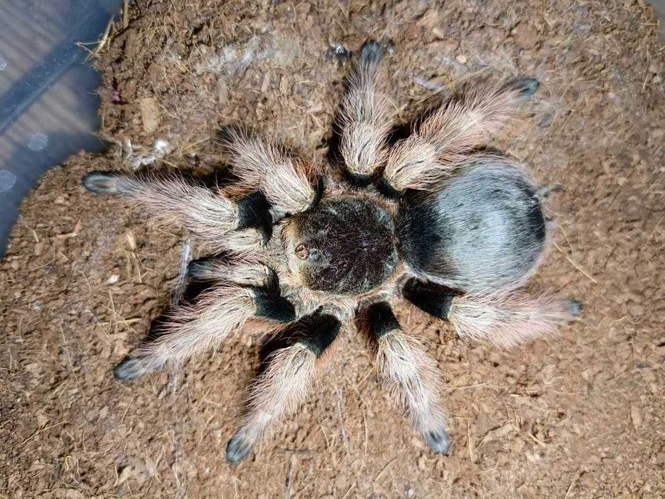 Nhandu coloratovillosus \ Паук-птицеед (Самка)