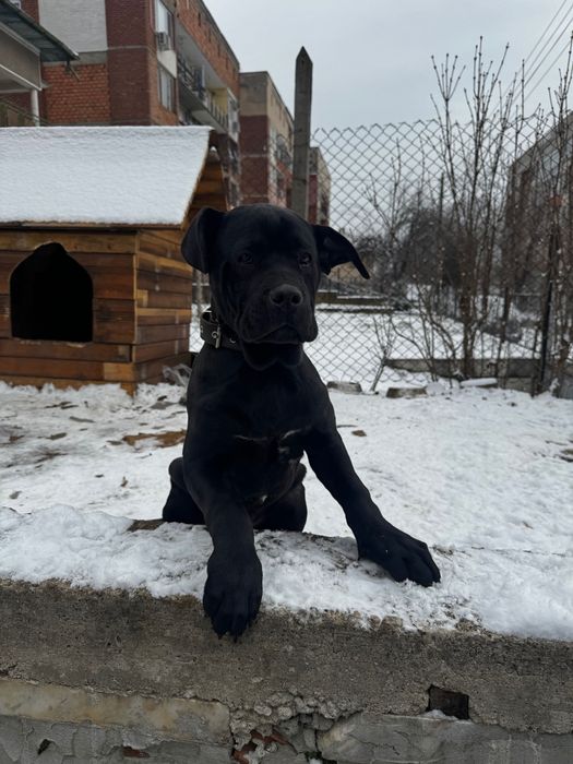Ego Cane Corso Его Кане Корсо