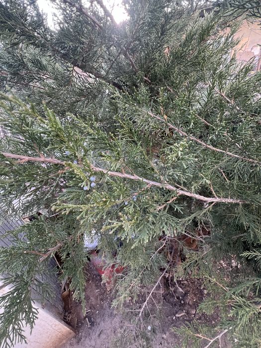 Можжевельник виргинский