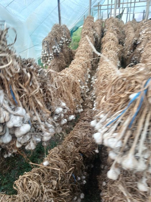 Vinde usturoi alb romanesc 15 lei kg negociabil în funcție de cantitat