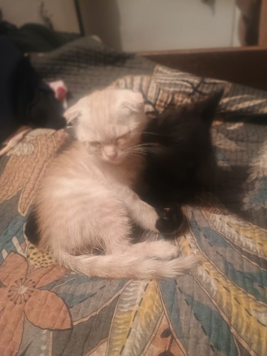 Кот шотландец веслоухий