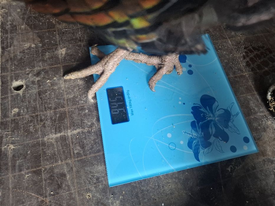 гибрит индюки 1+2