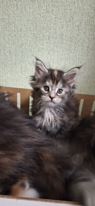 Котята  мейн-кун