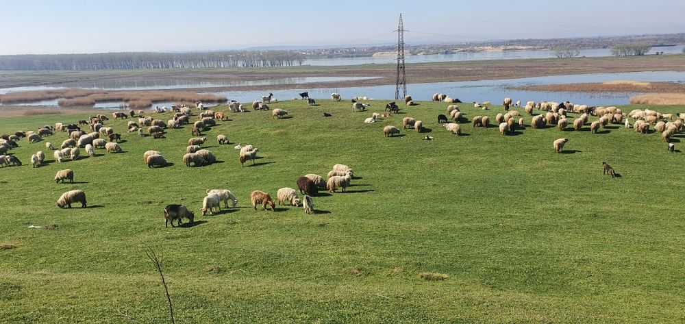 Vând diverse rade de oi