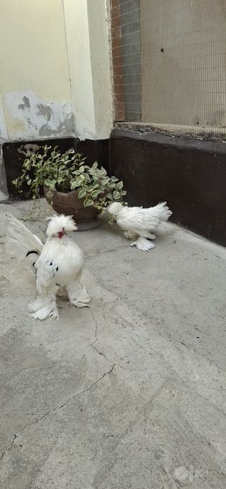 Карейский тройка сотилади 1+1.