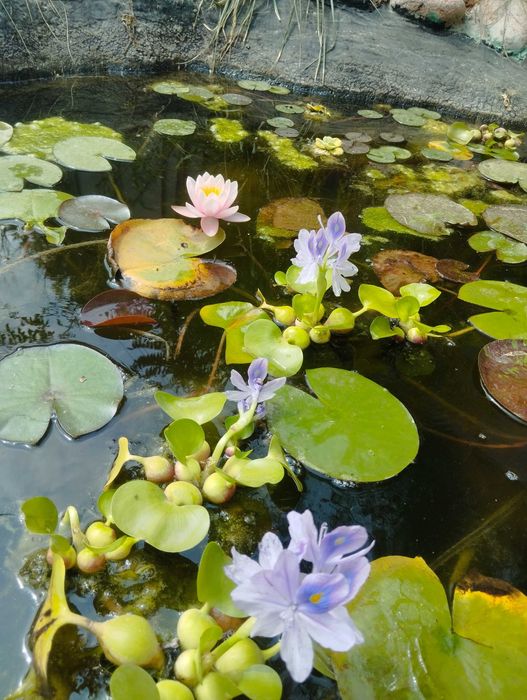 Нимфея кувшинка лилия