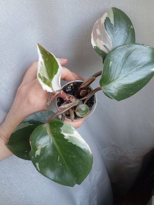 Филодендрон white knight