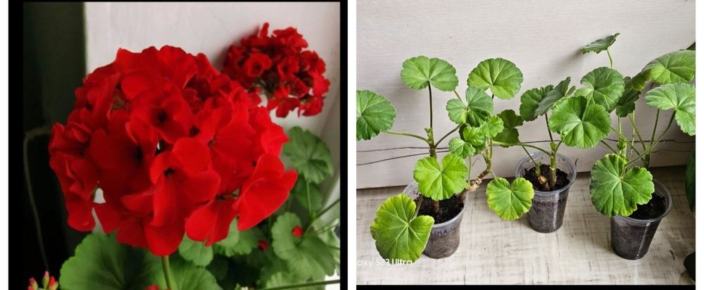 Комнатные цветы, неприхотливые