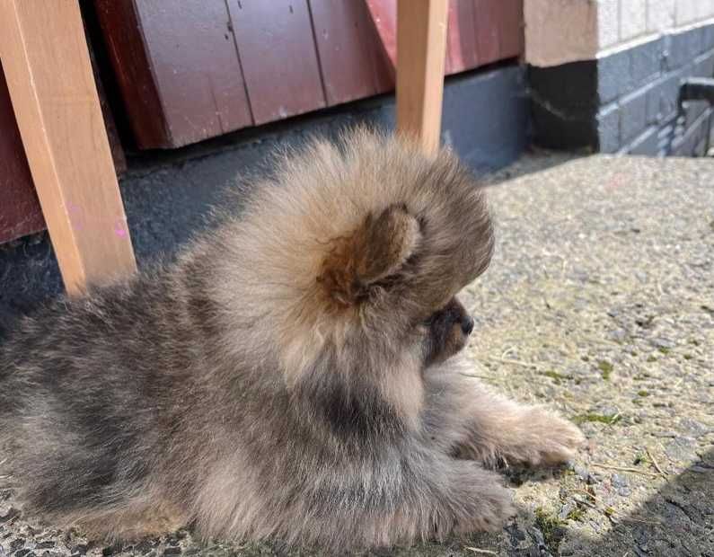 Померан мини и стандартен