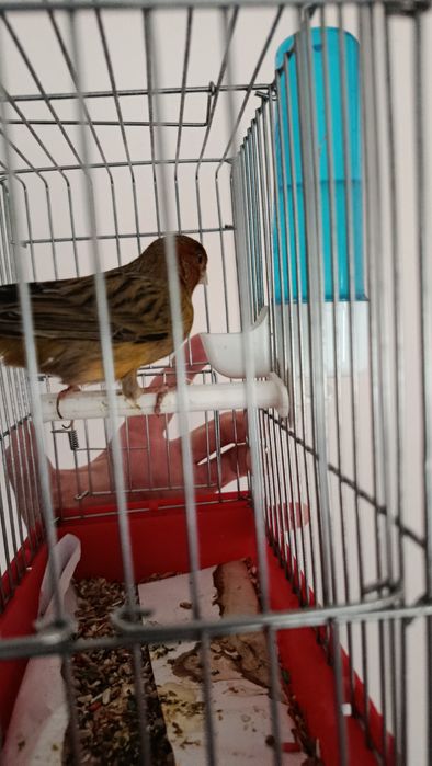 Канарейка нар самец