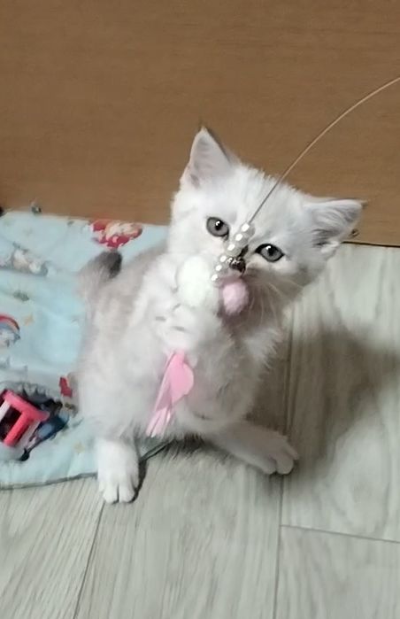 Скоттиш страйт. Мальчик.