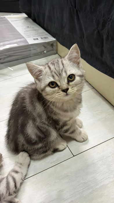 Котята скоттиш-страйт