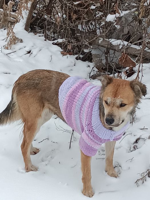 Собака в добрые руки