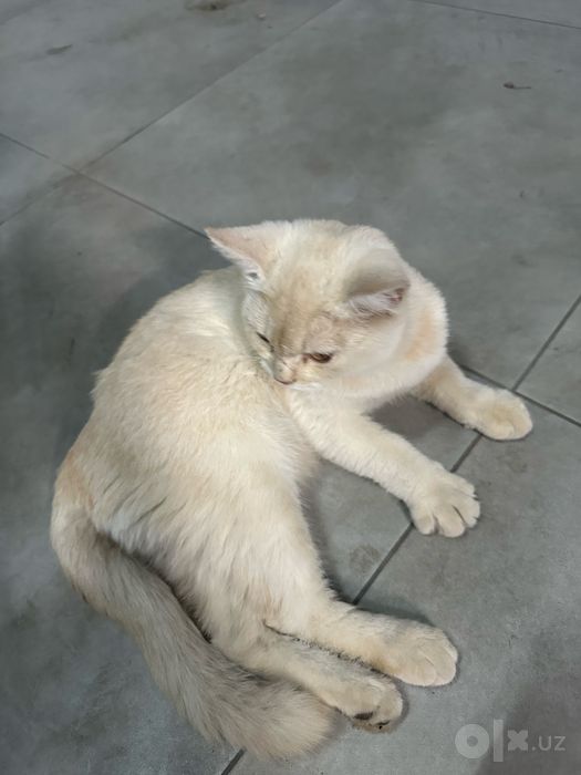 British shorthair