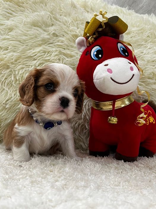 Очаровательные щенки кавалер кинг чарльз