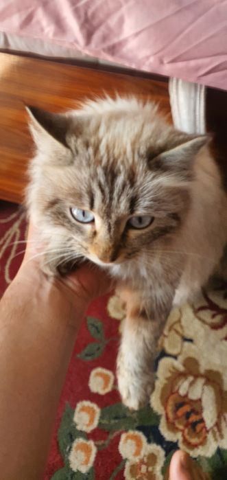 Museum zotli sotiladi