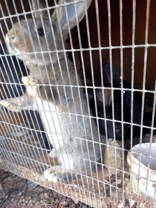 Продаётся кролики