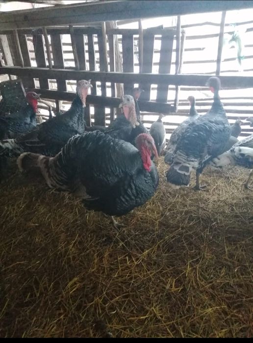 Curci de casă și  curcani