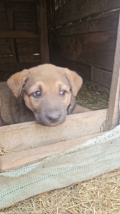 Щенок ищет дом. Будет не большим