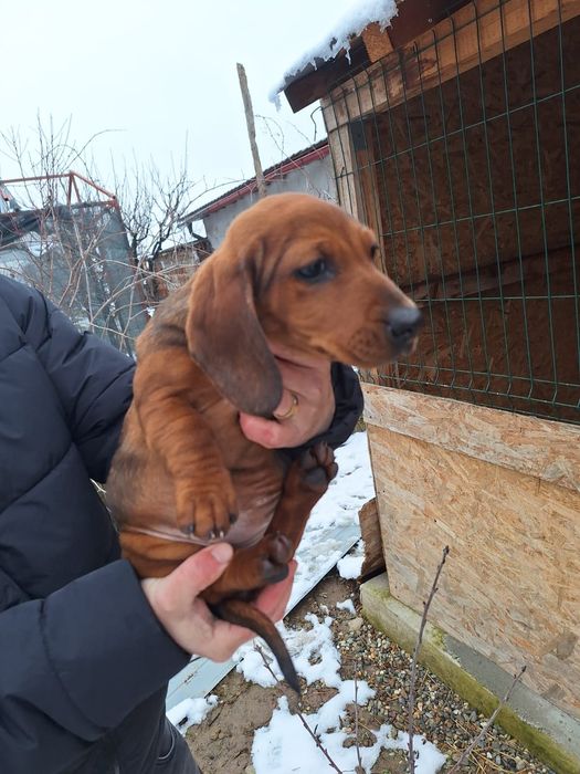 Mascul și femelă Teckel standard