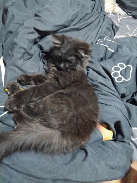 Отдам котёнка в добрые руки