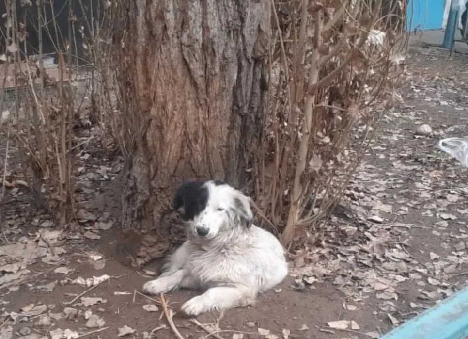 Собака в хорошие руки