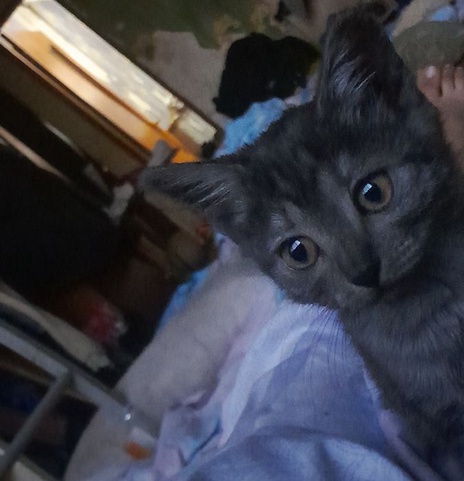Котёнок девочка ищит дом